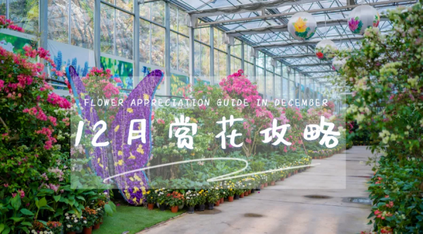 四季花海冬日賞花攻略出爐,茶梅、角堇、雛菊,邂逅浪漫美好 四季花海冬日賞花攻略出爐,茶梅、角堇、雛菊,邂逅浪漫美好