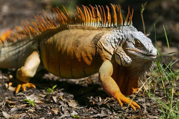 放心 你認識的綠鬣 還叫“綠鬣” 放心 你認識的綠鬣 還叫“綠鬣”