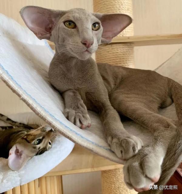 「優寵熊」貓咪之最，看你知道幾個