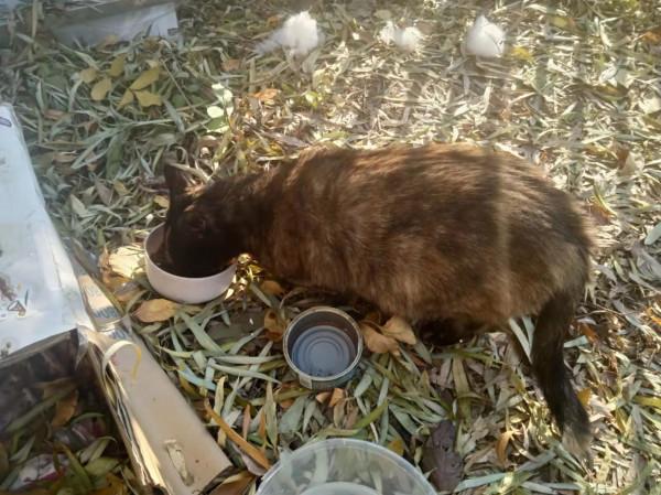 因為一個虐貓影片，我想聊聊我的工作和倒閉的收容所