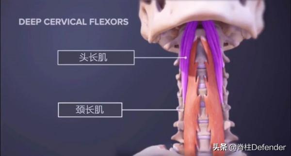 脖子又酸又痛！怎樣緩解頸肩痠痛？這裡有答案