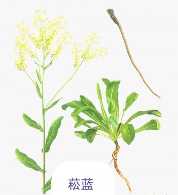 中藥古今研究：青黛