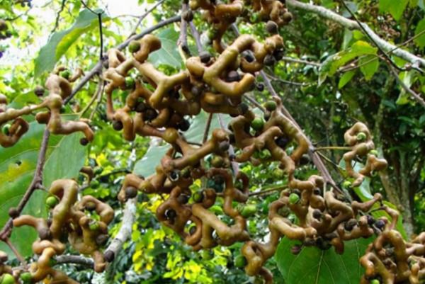 拐棗:骨骼驚奇似雞爪,拐來拐去沒個“棗樣”,但價值卻不低 拐棗:骨骼驚奇似雞爪,拐來拐去沒個“棗樣”,但價值卻不低