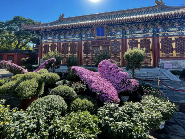 菊花、銀杏、垂柳、楓葉、黃櫨……快收藏市屬公園賞秋指南(附古詩) 菊花、銀杏、垂柳、楓葉、黃櫨……快收藏市屬公園賞秋指南(附古詩)