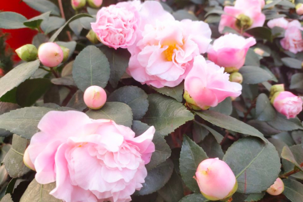 養花調節酸性土，只補“鐵”？多加一樣“溶液”，輕鬆改善酸性土