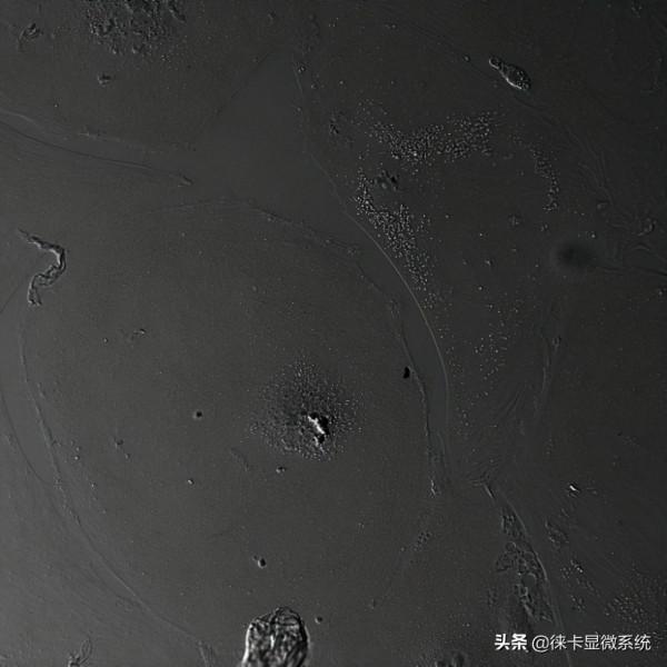 活細胞成像簡介 活細胞成像簡介