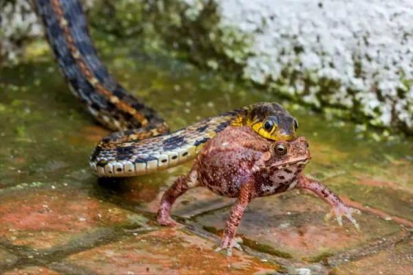 動物界中的龐然大物大賞，堪稱王者，難得一見，大開眼界