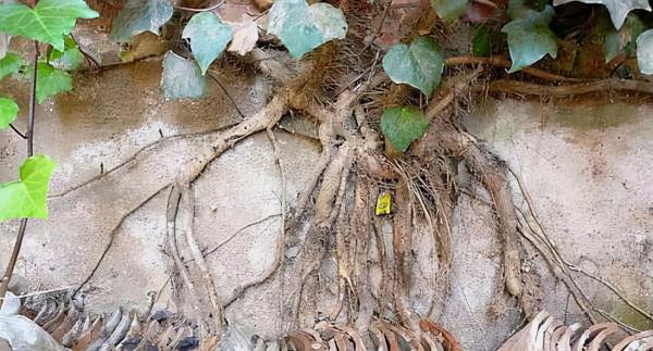 長在廢棄牆縫裡的“老藤”,被盆景大師“當寶”,做成盆景高價賣 長在廢棄牆縫裡的“老藤”,被盆景大師“當寶”,做成盆景高價賣