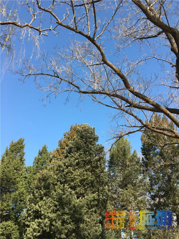 唯美浪漫！京城這個公園的水杉還紅著，錯過等明年~【送年票】