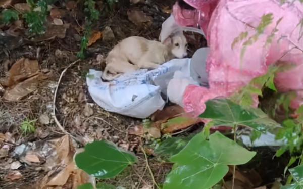 湖北：鐵絲綁後腿，在雨中淋了3天雨，被救後誰還不是漂亮的狗狗