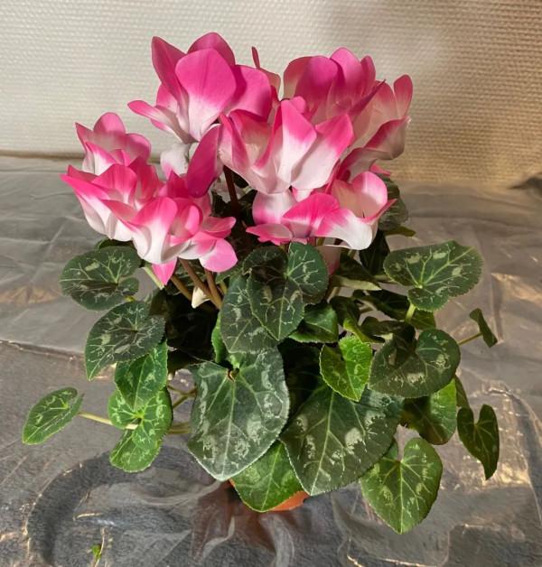 養盆栽仙客來掌握7點,養20~30年都不是問題,年年能開花 養盆栽仙客來掌握7點,養20~30年都不是問題,年年能開花