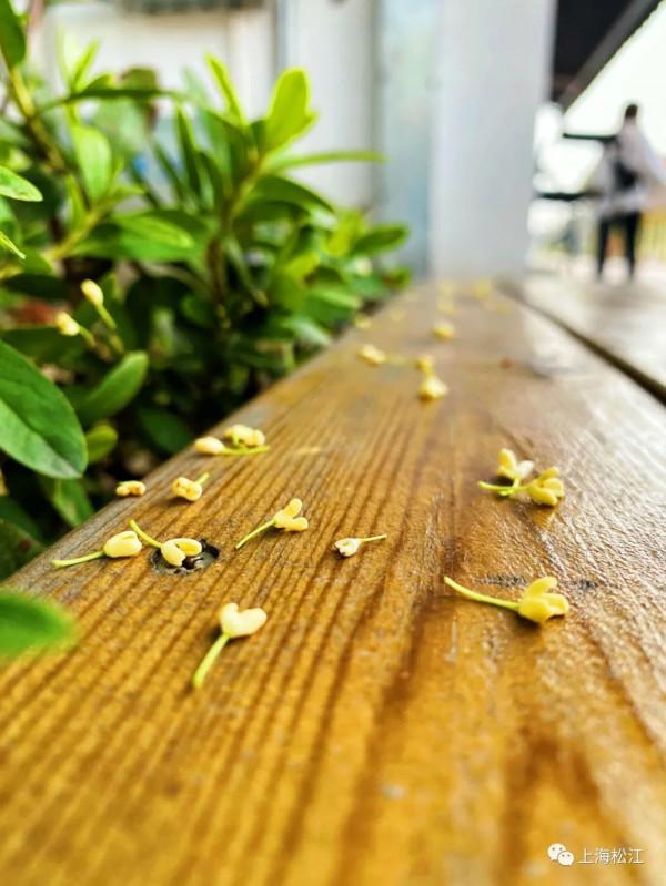 真香!老糧倉成小花園,除了桂花,還有它們…… 真香!老糧倉成小花園,除了桂花,還有它們……