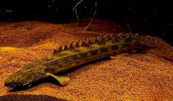 世界上最漂亮的恐龍魚:虎紋恐龍魚,背部脊樑如恐龍(水族活化石) 世界上最漂亮的恐龍魚:虎紋恐龍魚,背部脊樑如恐龍(水族活化石)