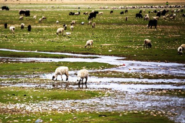 魅力西藏，阿里迴響（待續）