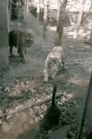 東北虎遇到東北鵝