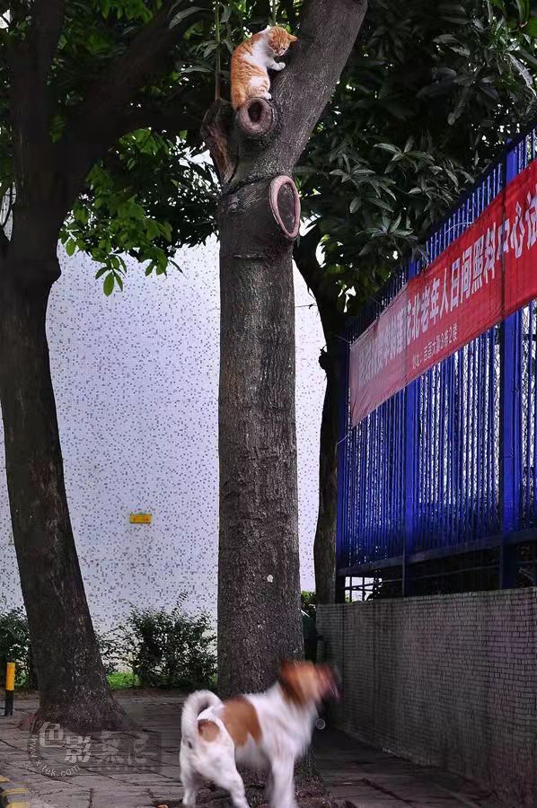 那條叫笨笨的、讓我終生難忘的大笨狗（續）