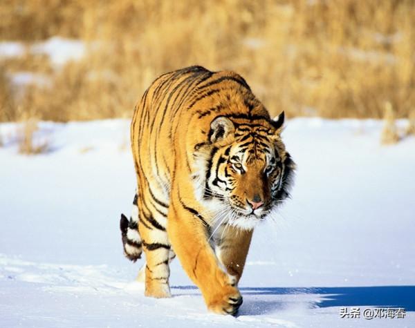 虎年有何來歷?古人對虎年的喜愛,到底體現在哪裡? 虎年有何來歷?古人對虎年的喜愛,到底體現在哪裡?