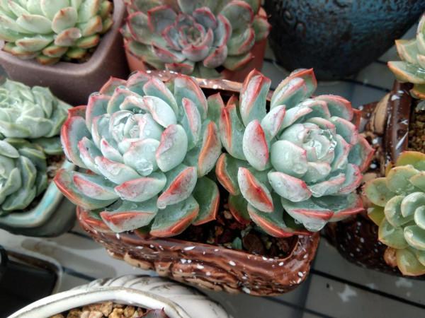 給多肉用鋪面石好處多,可一種常見的大問題卻是鋪面石造成的隱患 給多肉用鋪面石好處多,可一種常見的大問題卻是鋪面石造成的隱患