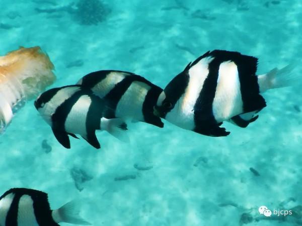 塞班島:為什麼美國唯一把這塊國土對中國人免籤? 塞班島:為什麼美國唯一把這塊國土對中國人免籤?