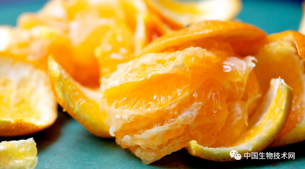 川陳皮素或能改善高脂飲食的危害，還具有預防餐後高脂血症的功效