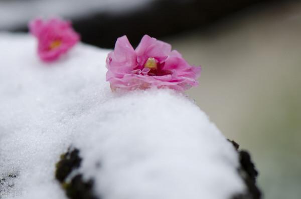 天氣預報：雨雪天氣造成斷崖式降溫，倒春寒已成定局，農諺咋說？