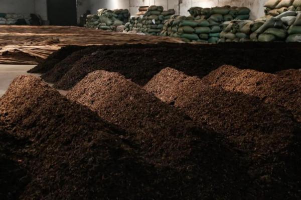 20毫克黃麴黴能致死,1克熟茶有上億黴菌?普洱茶還能繼續喝嗎? 20毫克黃麴黴能致死,1克熟茶有上億黴菌?普洱茶還能繼續喝嗎?