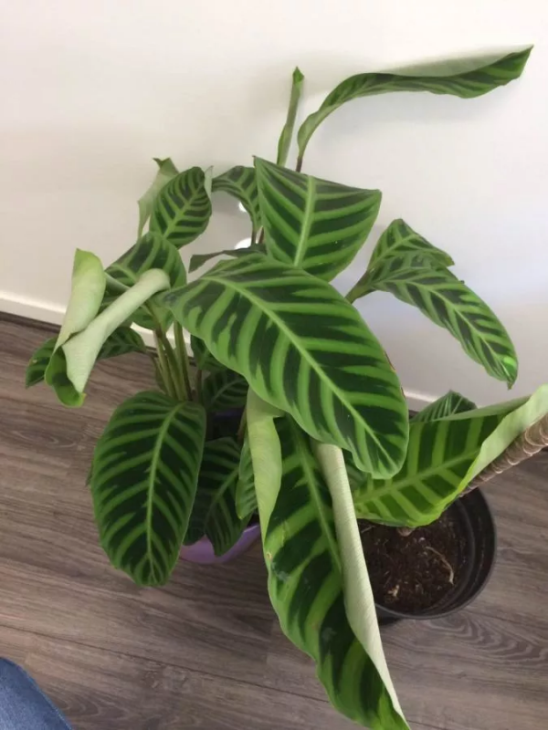 不能多曬的&OpenCurlyDoubleQuote;11種花&rdquo;，曬多了葉子就捲曲、發黃，越養越糟糕