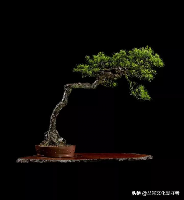 最美的文人盆景，妙不可言