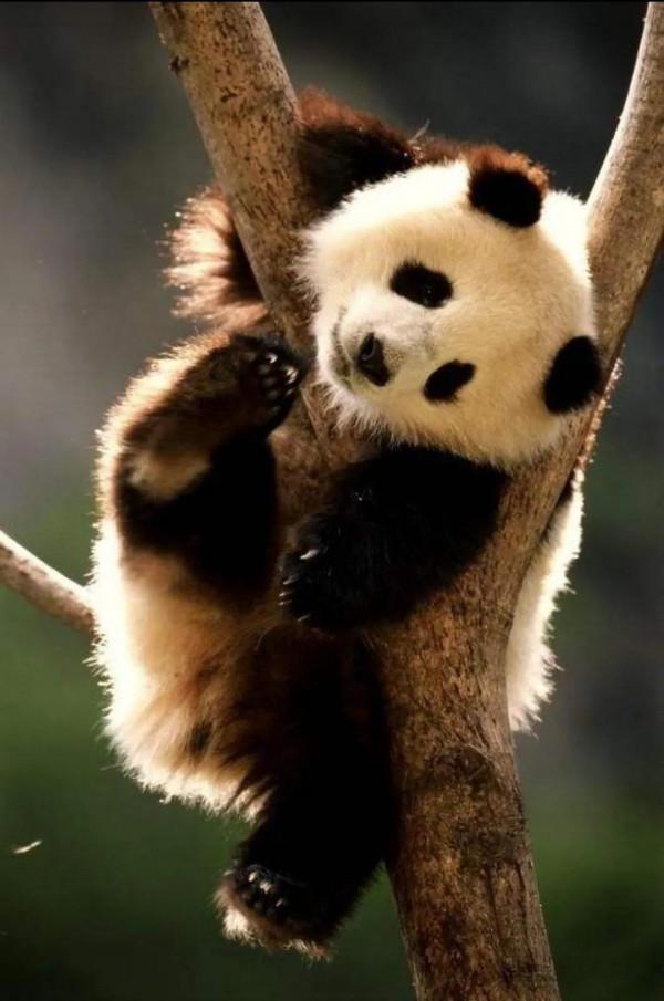 圖片分享—呆萌可愛大熊貓