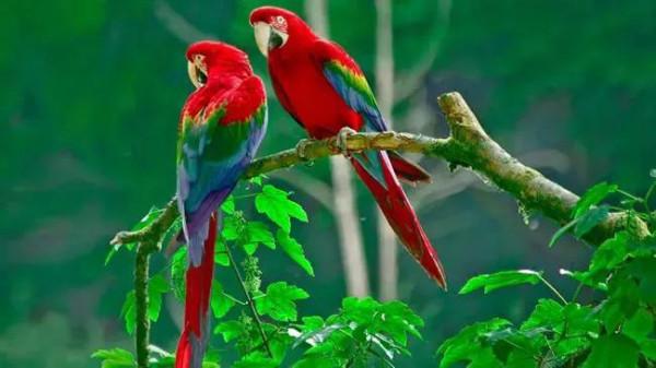 分享圖片一一比翼雙飛鳥