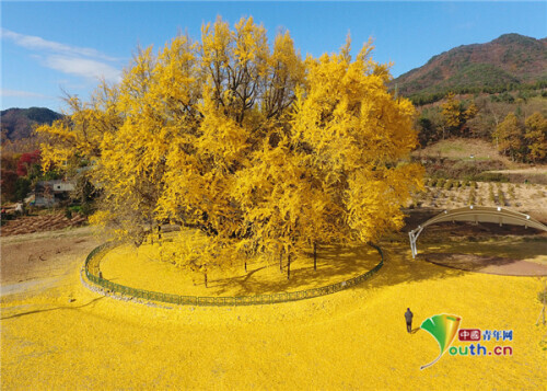 韓國800年古銀杏樹驚豔秋天 落葉形成絕美黃“地毯” 韓國800年古銀杏樹驚豔秋天 落葉形成絕美黃“地毯”