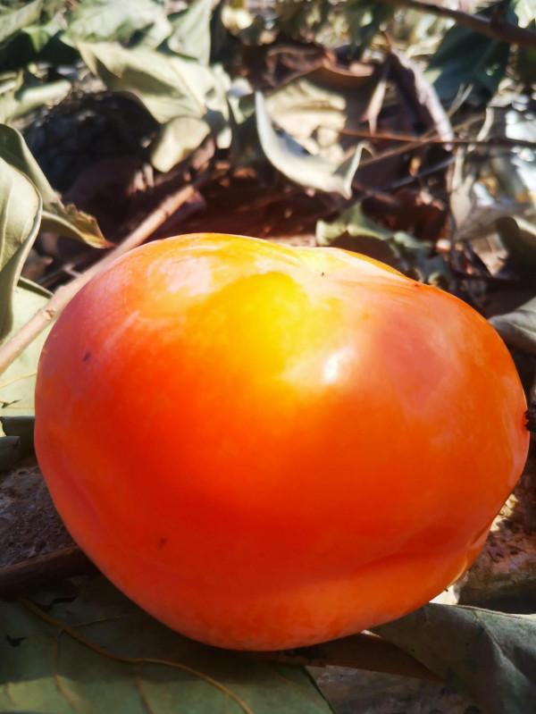 再到神星鎮柿子溝 再到神星鎮柿子溝