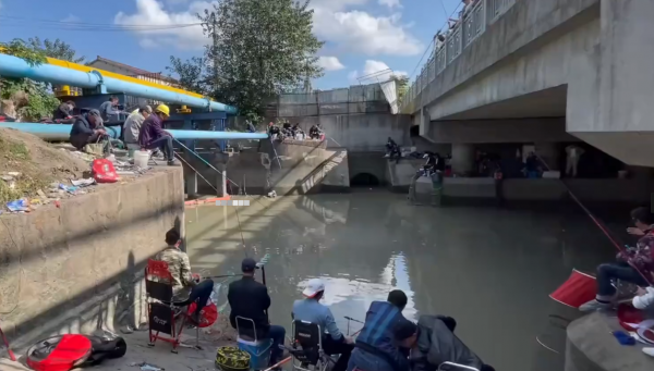 上海一河道鯽魚大暴走，一天輕鬆釣上十幾斤，有人拄著柺杖來釣魚