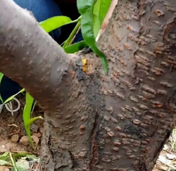 桃樹流膠怎麼辦？預防是關鍵