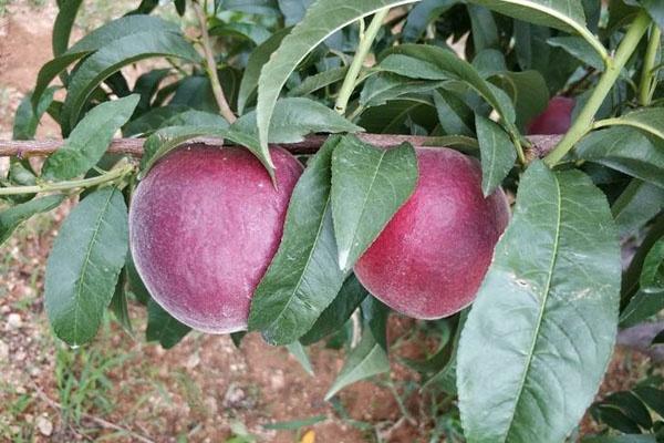 我國優質果樹崛起，產量客觀，有一定的市場前景，你清楚嗎