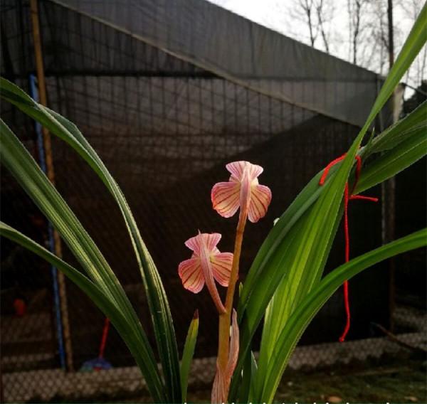 2017年,柏某從手機上看到一棵絕世新品,立刻吩咐其弟重金拿下 2017年,柏某從手機上看到一棵絕世新品,立刻吩咐其弟重金拿下