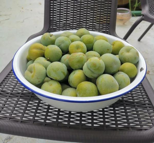 蜂糖李，北方樓頂值得種