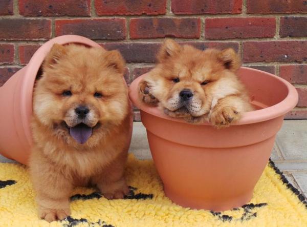 這幾種狗，人稱“會呼吸的人民幣”，非土豪養不起