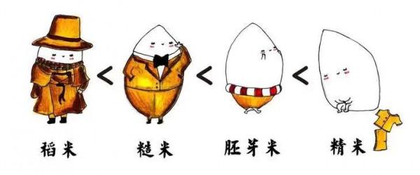 15 主食篇 | 精米精面為什麼要少吃？