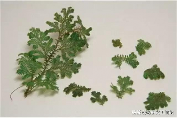 舊奶粉罐的新妙用