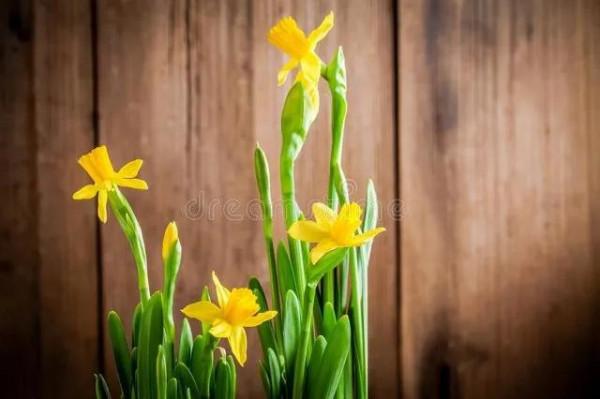 水仙花 大全 請欣賞 美極了