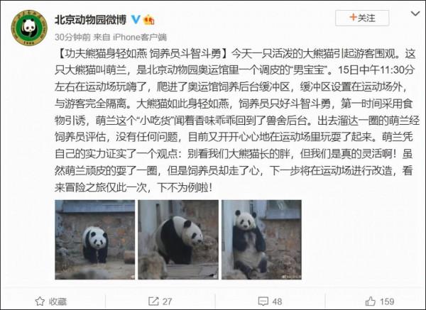 一大熊貓“越獄”後被食物引誘回去 飼養員對其進行“批評教育”