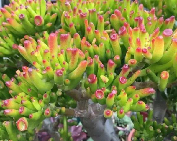 這4款“招財”多肉，家裡再窮都得養，好養活又漂亮