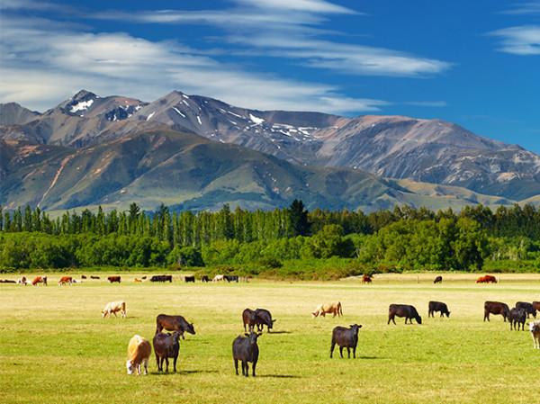 全球有哪些優質奶源地？