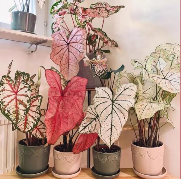 10種&OpenCurlyDoubleQuote;漂亮花&rdquo;，客廳不見光，一樣長爆盆，大氣又漂亮