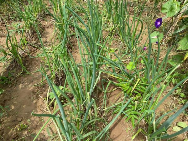 集團董事長高董種植的農作物給全國各地的朋友分享 集團董事長高董種植的農作物給全國各地的朋友分享