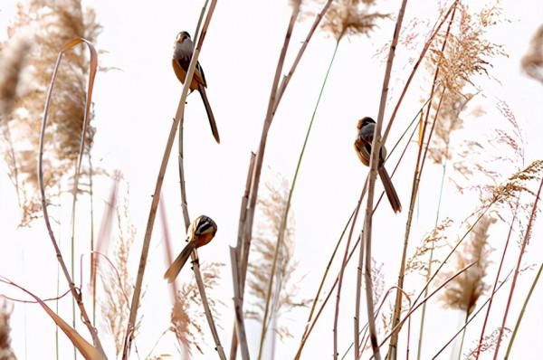 黑天鵝、小狐狸、遷徙水鳥排排坐 北京文化帶上的萌物們在等著你 黑天鵝、小狐狸、遷徙水鳥排排坐 北京文化帶上的萌物們在等著你