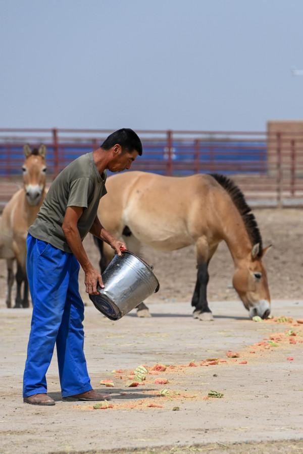 “走吧，你要學著自己長大”——瀕危野馬重返荒野20年