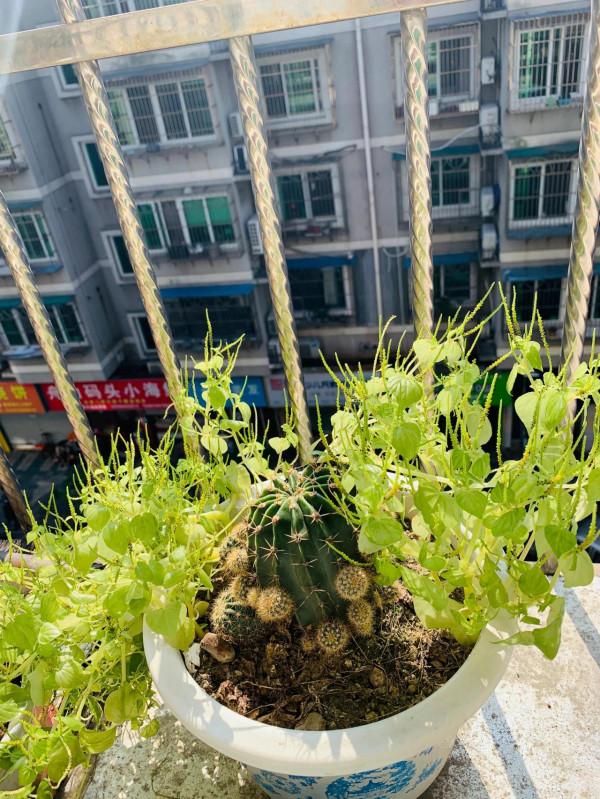 小植物生機勃勃