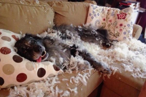 因搞破壞被抓時的狗狗,它的表情我能笑一天 因搞破壞被抓時的狗狗,它的表情我能笑一天